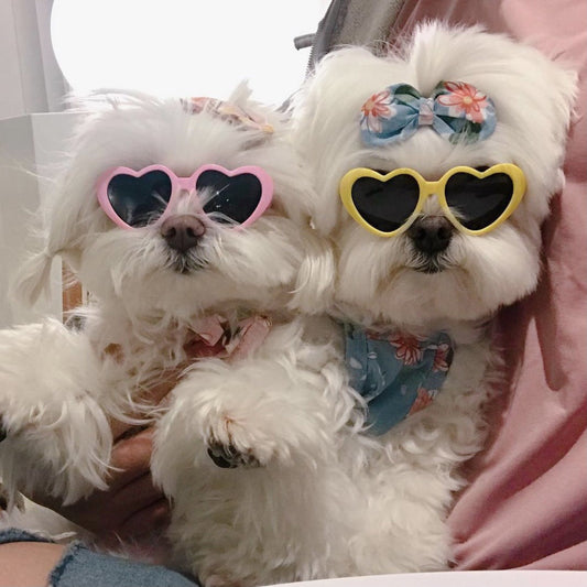 Creative Love Pet Dog Cat Creative Sunglasses Sun Glasses with Accessories Photo eprolo